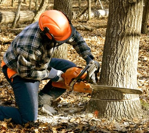 Tree Removal in Wingate, TX